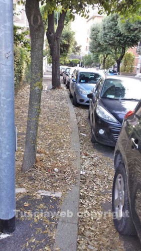 Le foglie in via Treviso 