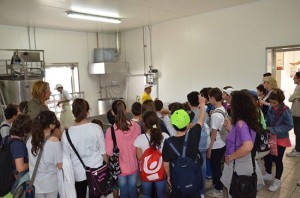 Gli alunni dell'istituto Egidi in visita al caseificio Delrio a Bagnoregio