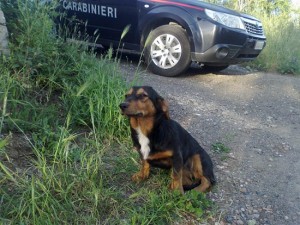 Tarquinia - La cagnolina investita e salvata