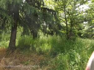 Erba alta a San Martino
