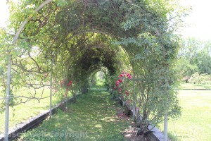 Il roseto dell'orto botanico