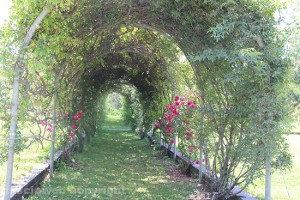 Il roseto dell'orto botanico