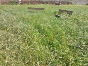 Campo Graziano