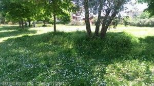 Viterbo - Il parco dell'Ellera