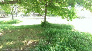 Viterbo - Il parco dell'Ellera