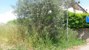 Erba alta in strada Teverina