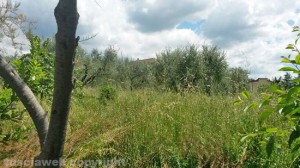 Erba alta in strada Teverina