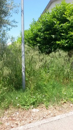 Erba alta in strada Teverina