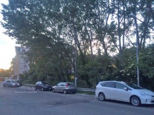 I pioppi in via Genova 