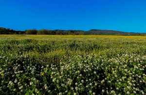 Primavera a Monterosi