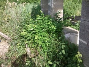 Il lavatoio di Tobia - Il lavoro di Viterbo civica