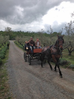 Passeggia tra gli olivi vetrallesi