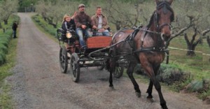 Passeggia tra gli olivi vetrallesi