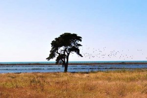 La riserva delle saline di Tarquinia 
