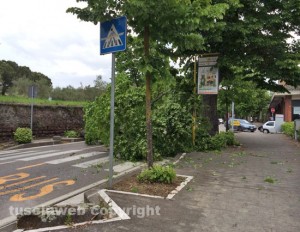 L'albero caduto in viale Trieste