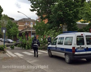 L'albero caduto in viale Trieste