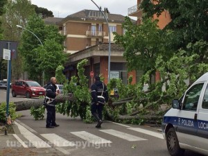 L'albero caduto in viale Trieste
