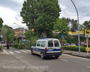 L'albero caduto in viale Trieste