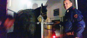 Il cavallo salvato dagli agenti del commissariato di Tarquinia