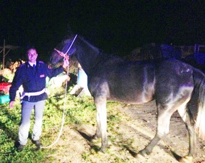Il cavallo salvato dagli agenti del commissariato di Tarquinia