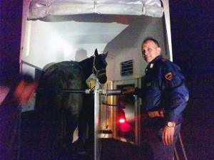 Il cavallo salvato dagli agenti del commissariato di Tarquinia