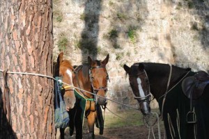 L'associazione Civita cavalli