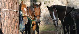 L'associazione Civita cavalli