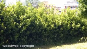 L'erba nell'area di via Mantova