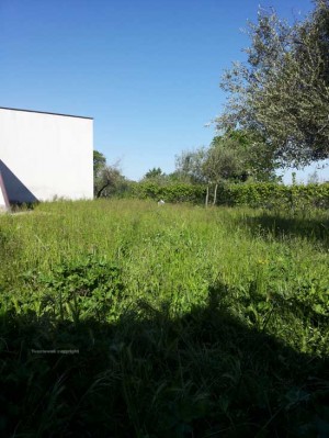 La scuola dell'infanzia a Tobia tra le erbacce 