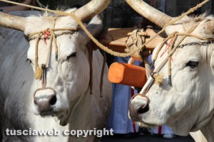 La processione del santissimo Salvatore