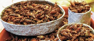 Chapulines, piatto messicano a base di cavallette
