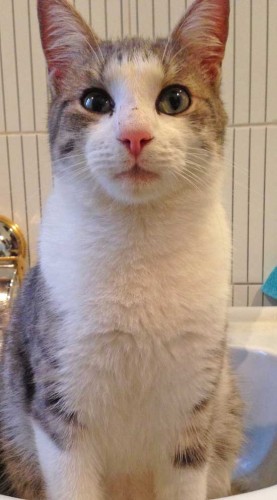 Il micio Cesare
