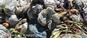 Rifiuti organici a Carbognano