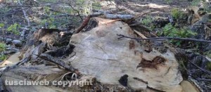 Gli alberi alla faggeta
