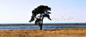 La riserva delle saline di Tarquinia