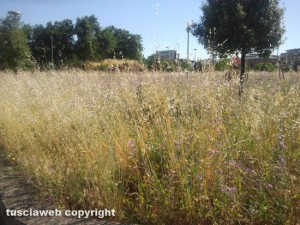 L'erba alta nel piccolo parco giochi di fronte all'Ipercoop