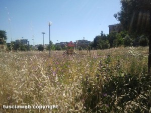 L'erba alta nel piccolo parco giochi di fronte all'Ipercoop