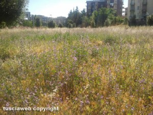 L'erba alta nel piccolo parco giochi di fronte all'Ipercoop