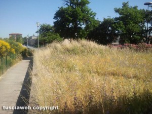 L'erba alta nel piccolo parco giochi di fronte all'Ipercoop