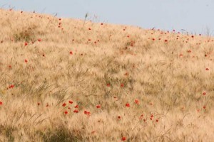 I campi di grano del parco