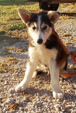 Cucciolo