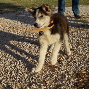 Cucciolo