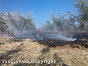 Incendio di sterpaglie - Vigili del fuoco in azione