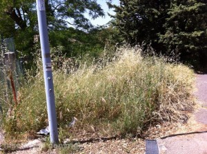 L'ex campo di bocce di Tobia