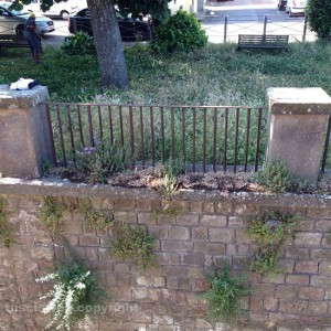 I cittadini puliscono da soli il verde a La Quercia
