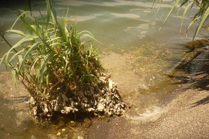 I liquami nel lago di Bolsena