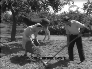 Sagra delle nocchie a Caprarola