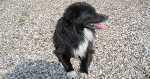 Il cagnolino smarrito in strada Sasso san Pellegrino