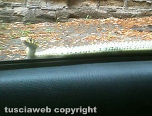 Nepi - Il serpente appoggiato sulla macchina