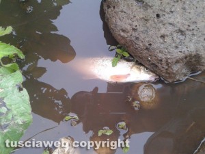 Civita Castellana - Distrutta la fauna del fiume Treia